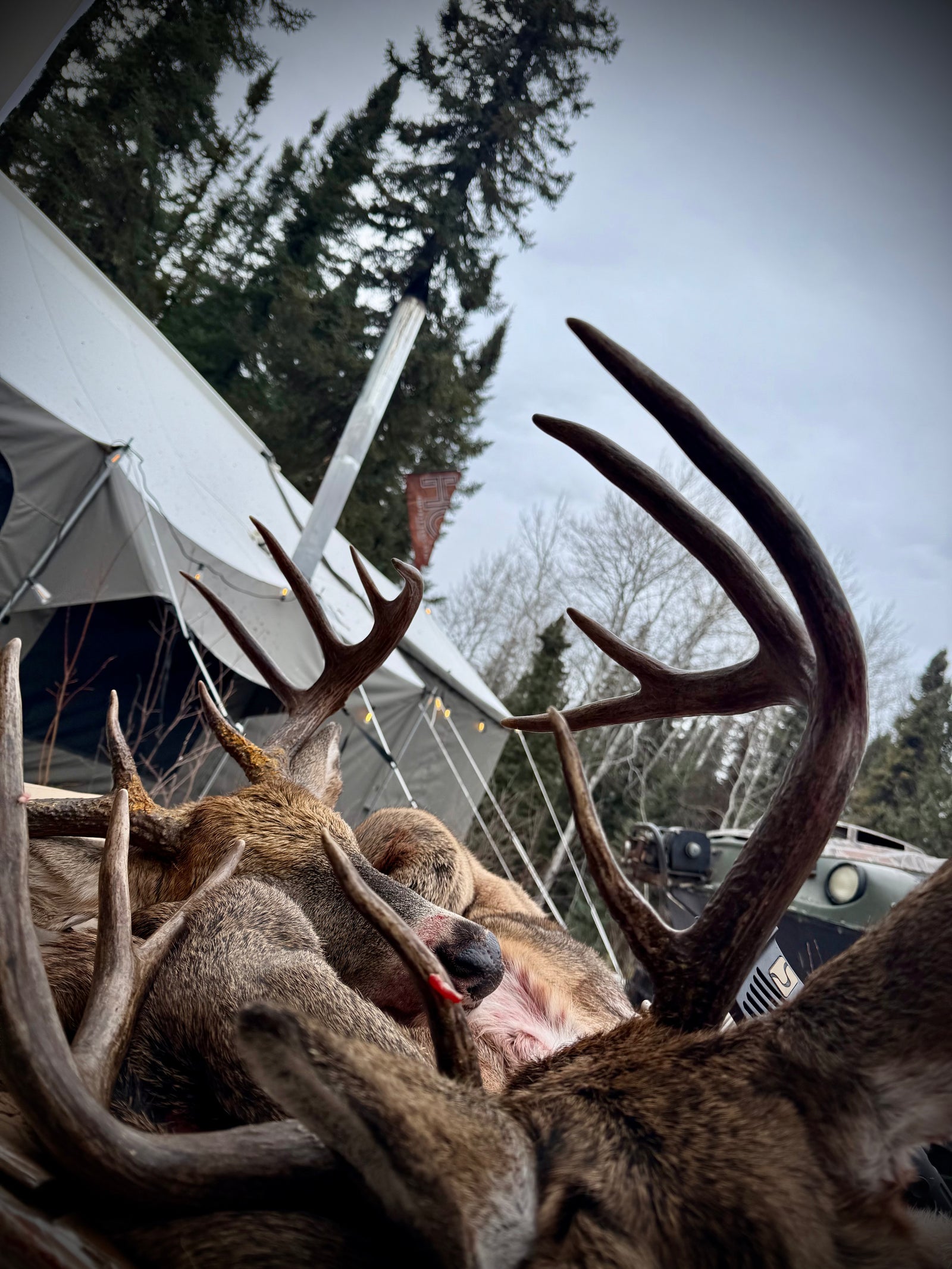 Whitetail rack beside a wall tent